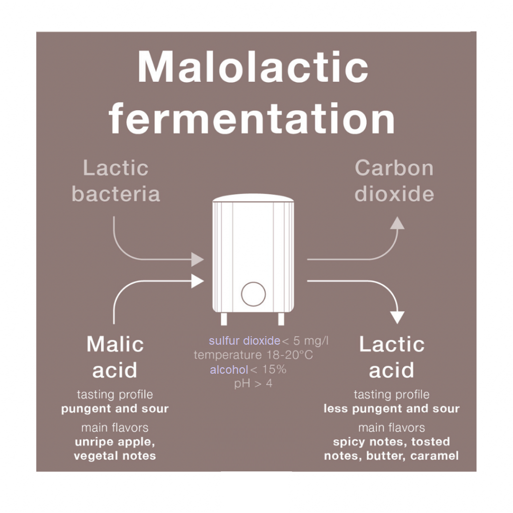 fermentazione
